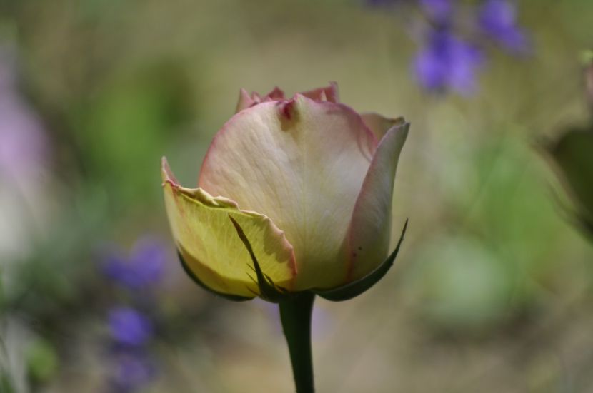 _DSC0550 - VARA 2021_5