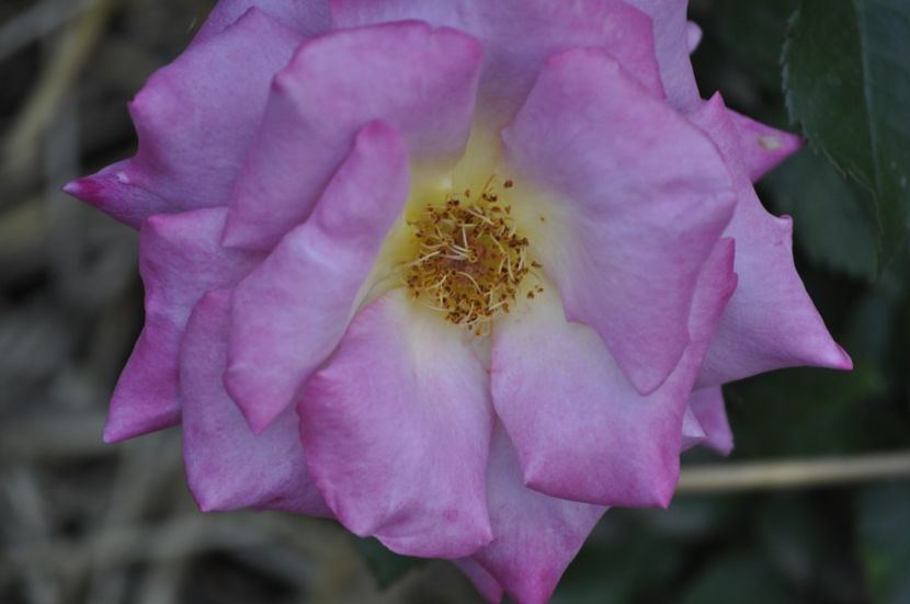 _DSC0570 - VARA 2021_5