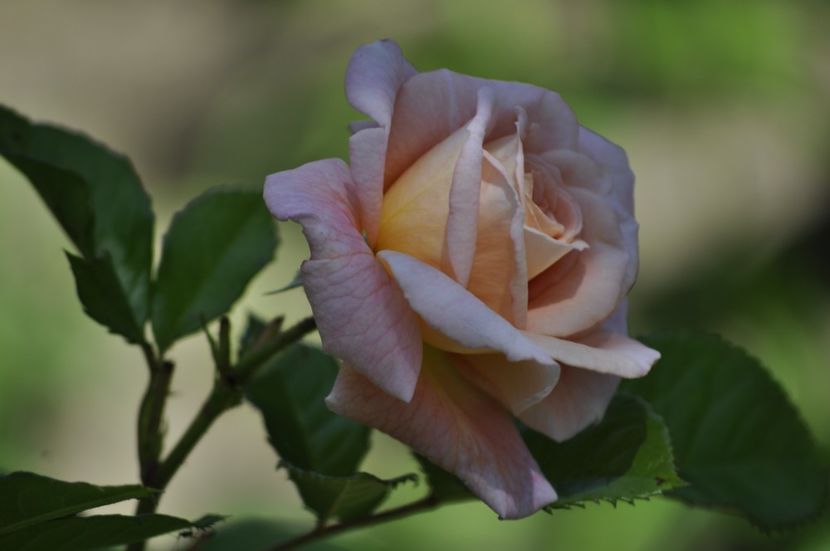 _DSC0580 - VARA 2021_5