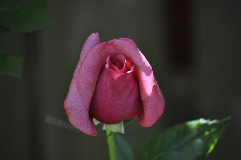 _DSC0644 - VARA 2021_5
