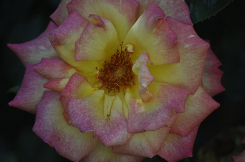 _DSC0680 - VARA 2021_5
