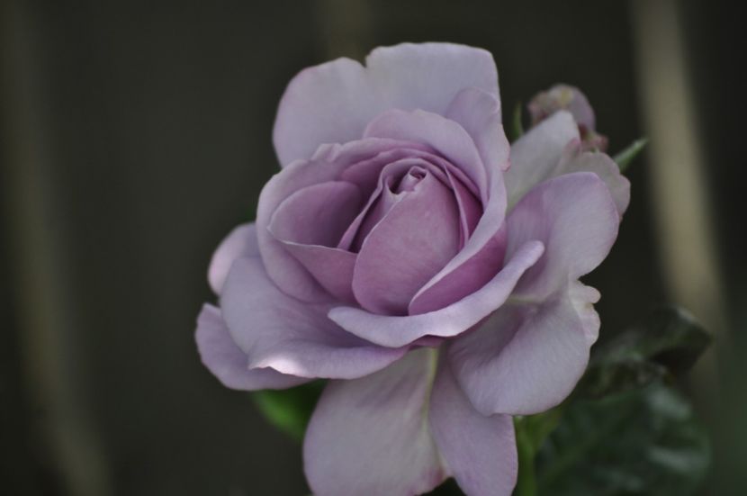 _DSC0689 - VARA 2021_5