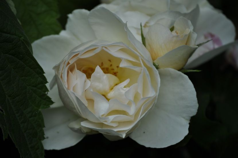 _DSC0781 - VARA 2021_5