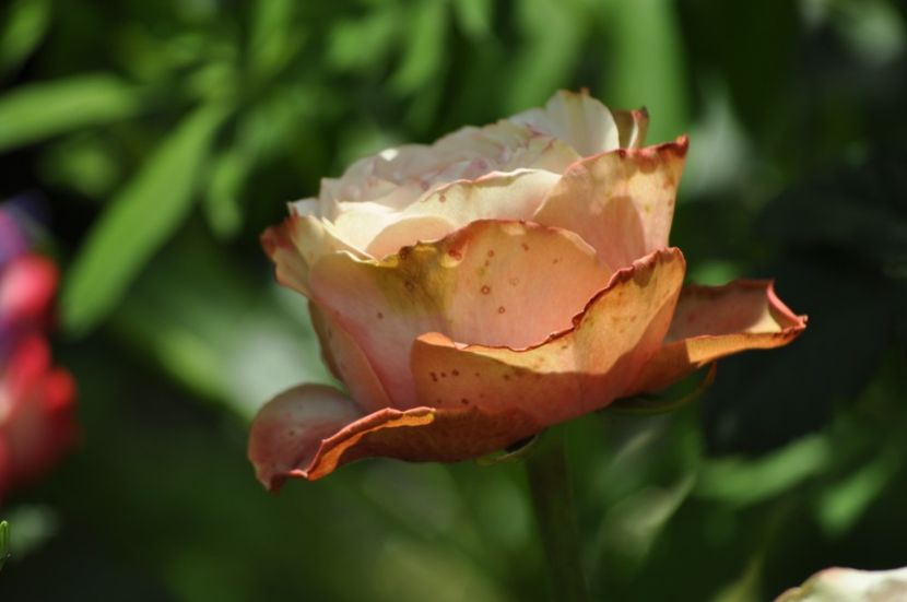 _DSC0793 - VARA 2021_5