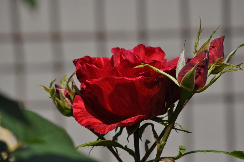_DSC0811 - VARA 2021_5