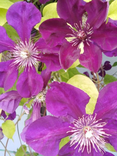  - dragostea  de natura