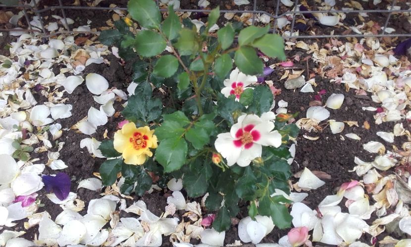 13 06 2021 - Cream Babylon Eyes