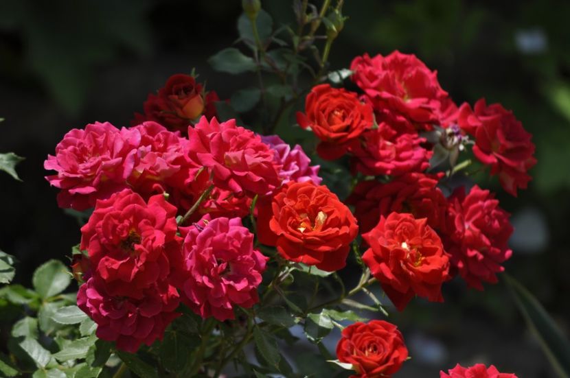 _DSC0869 - VARA 2021_6