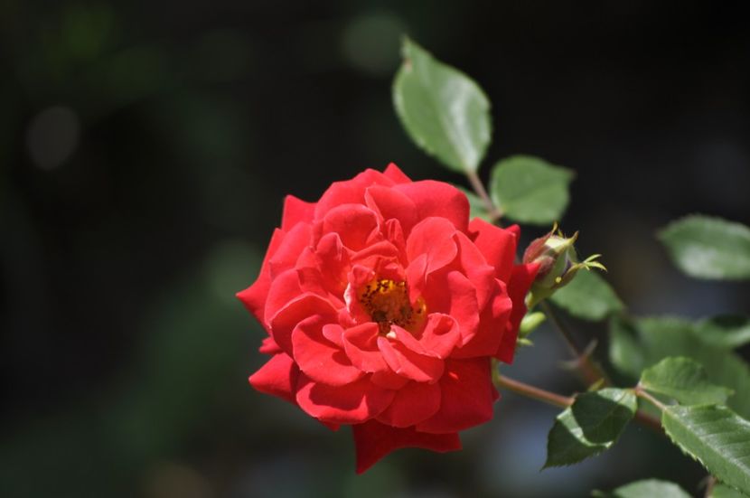 _DSC0871 - VARA 2021_6