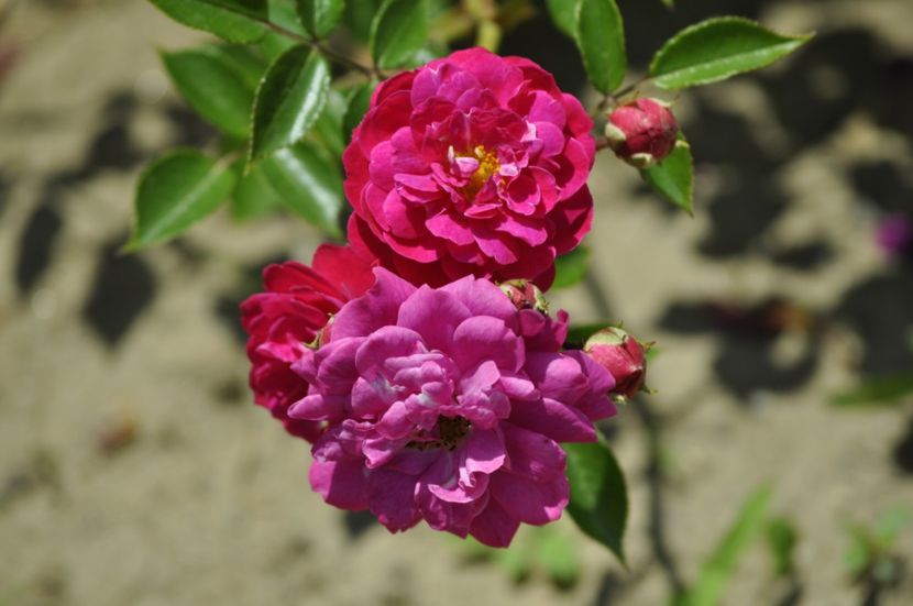 _DSC0880 - VARA 2021_6