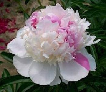 paeonia_mister_ed - Bujori de vanzare