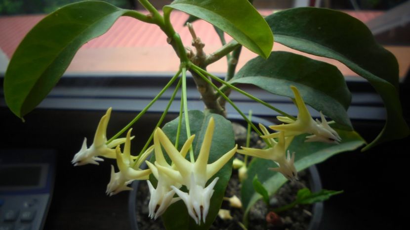 "Multiflora",in sfarsit! - Sclipiri 2021