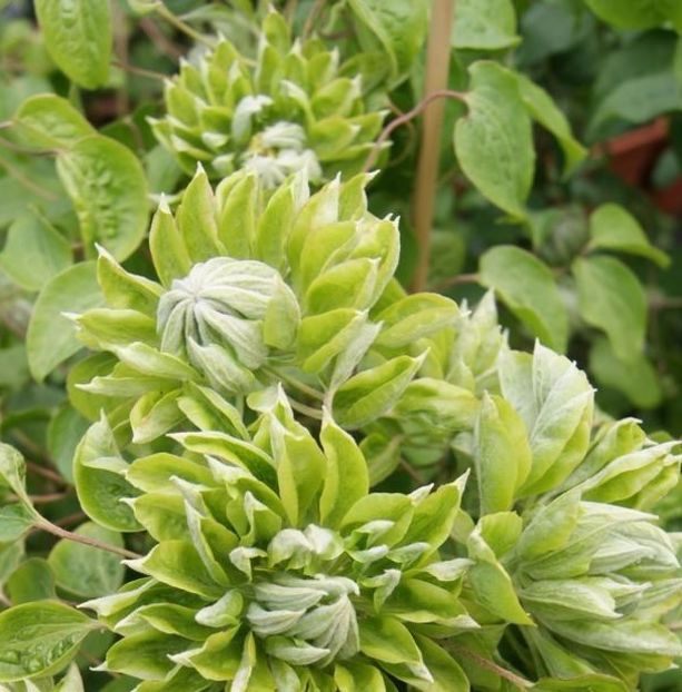 GREEN_PASSION - CLEMATITE DE VANZARE