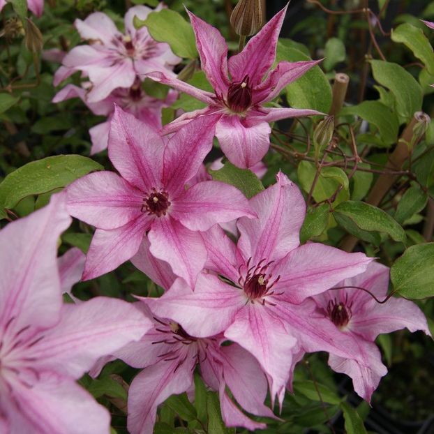 isabella - CLEMATITE DE VANZARE