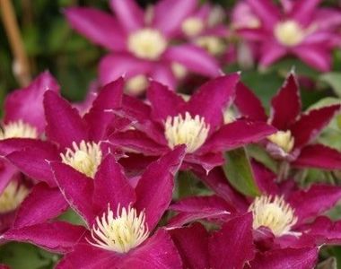 SO MANY RED FLOWERS - CLEMATITE DE VANZARE