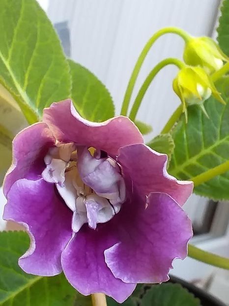 B - 2 - Gloxinii 2021