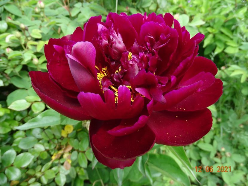 Cherry Hill - Irisi si bujori 2021