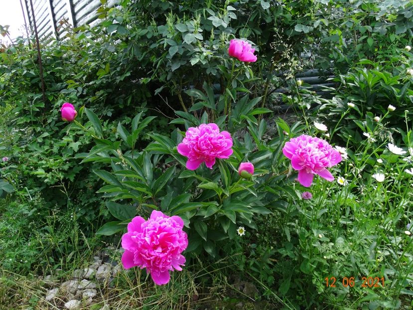  - Irisi si bujori 2021