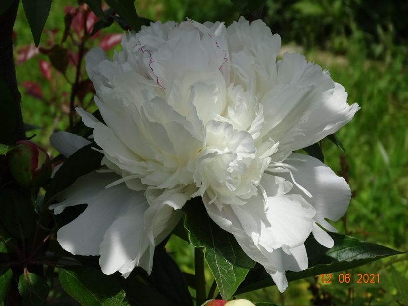 Festiva Maxima - Irisi si bujori 2021