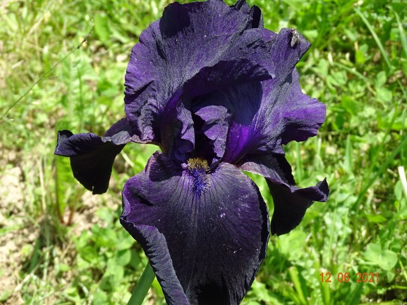 Interpol - Irisi si bujori 2021