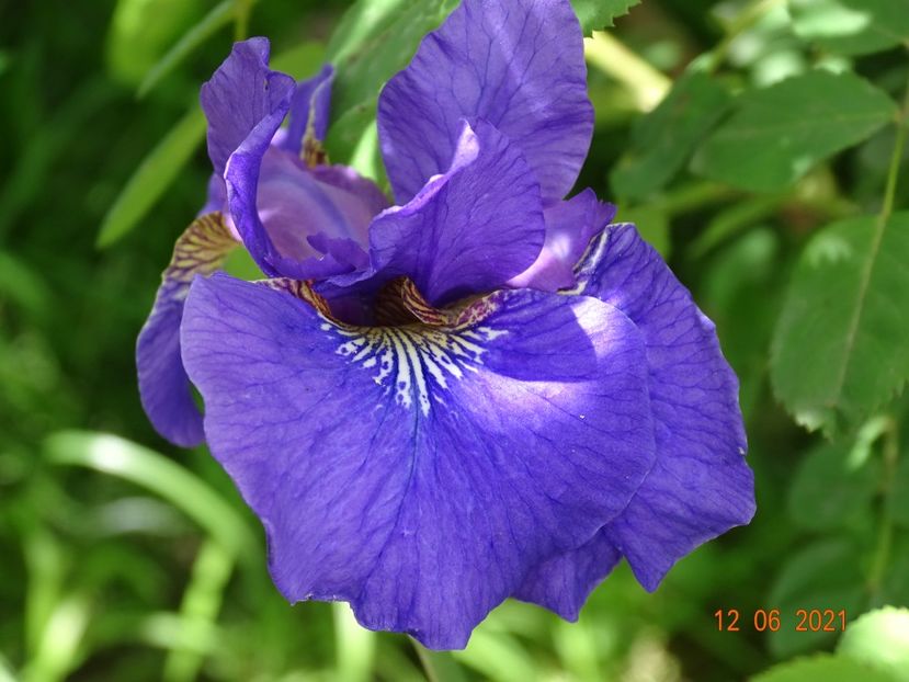 iris sibirica Caesars Brother - Irisi si bujori 2021