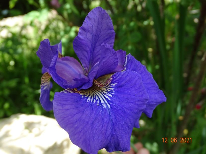 iris sibirica Caesars Brother - Irisi si bujori 2021