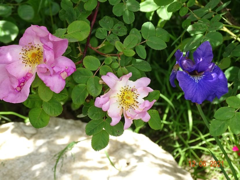 iris sibirica Caesars Brother - Irisi si bujori 2021