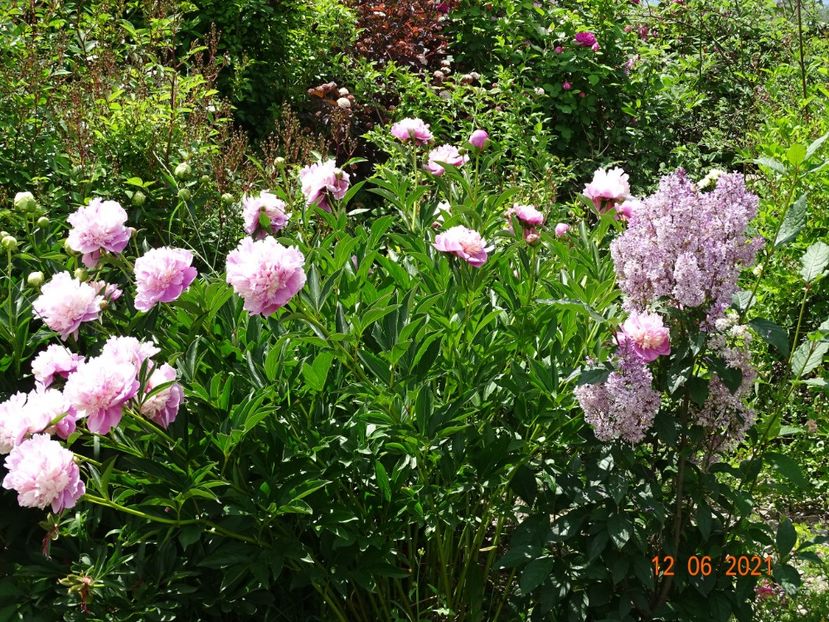 Sorbet - Irisi si bujori 2021