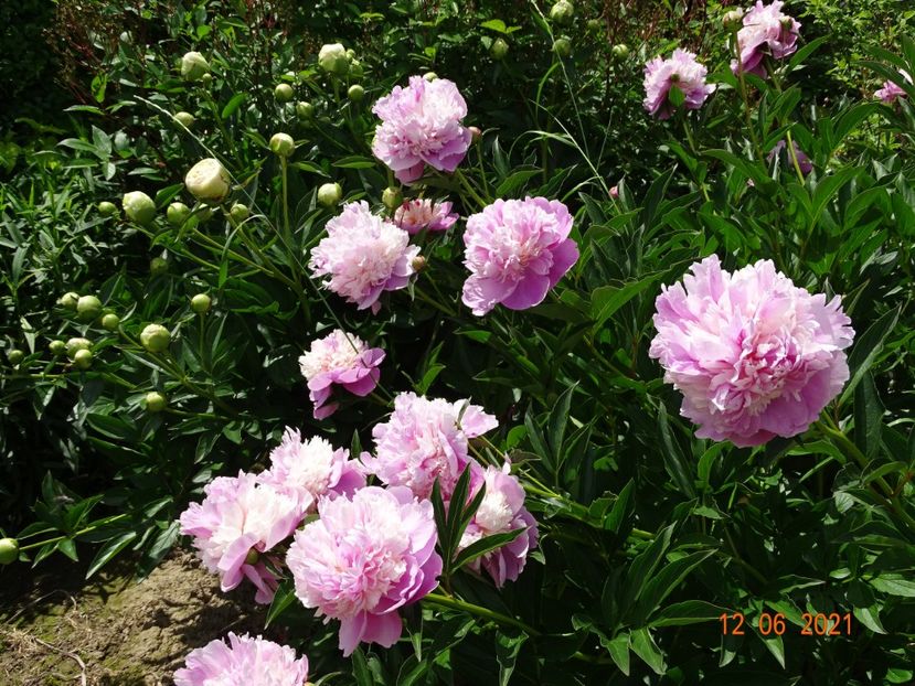 Sorbet - Irisi si bujori 2021