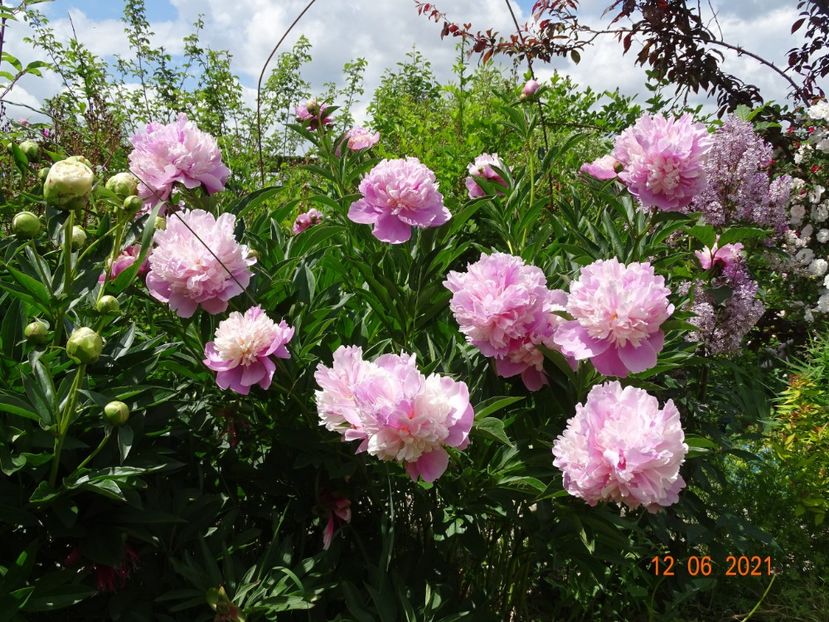 Sorbet - Irisi si bujori 2021