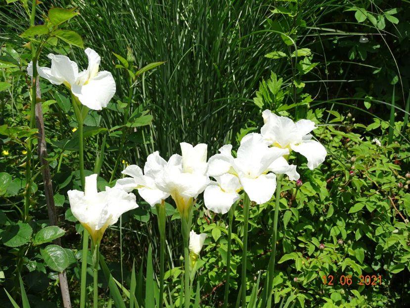 iris sibirica Swan in Flight - Irisi si bujori 2021