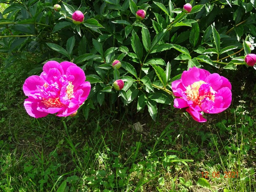 Doreen - Irisi si bujori 2021