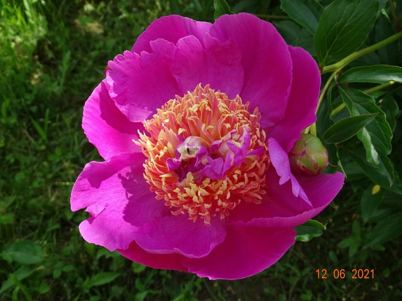 Doreen - Irisi si bujori 2021