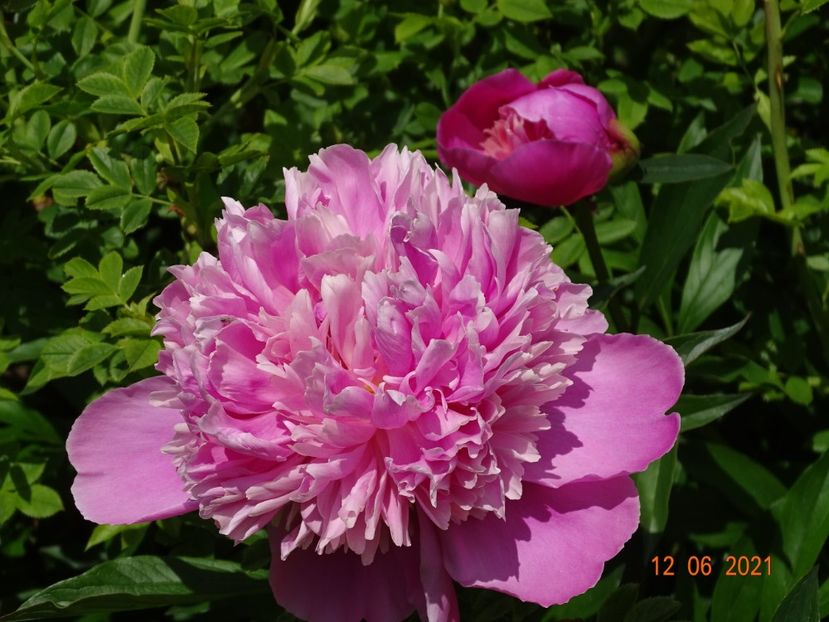  - Irisi si bujori 2021