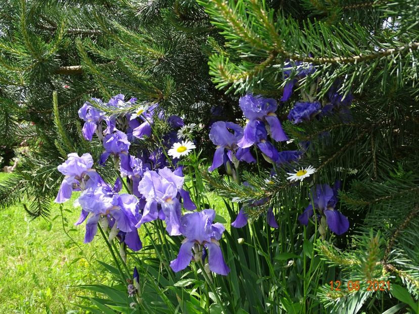  - Irisi si bujori 2021