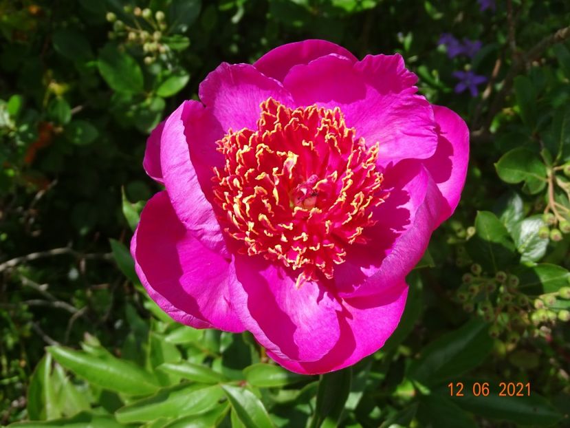 Doreen - Irisi si bujori 2021