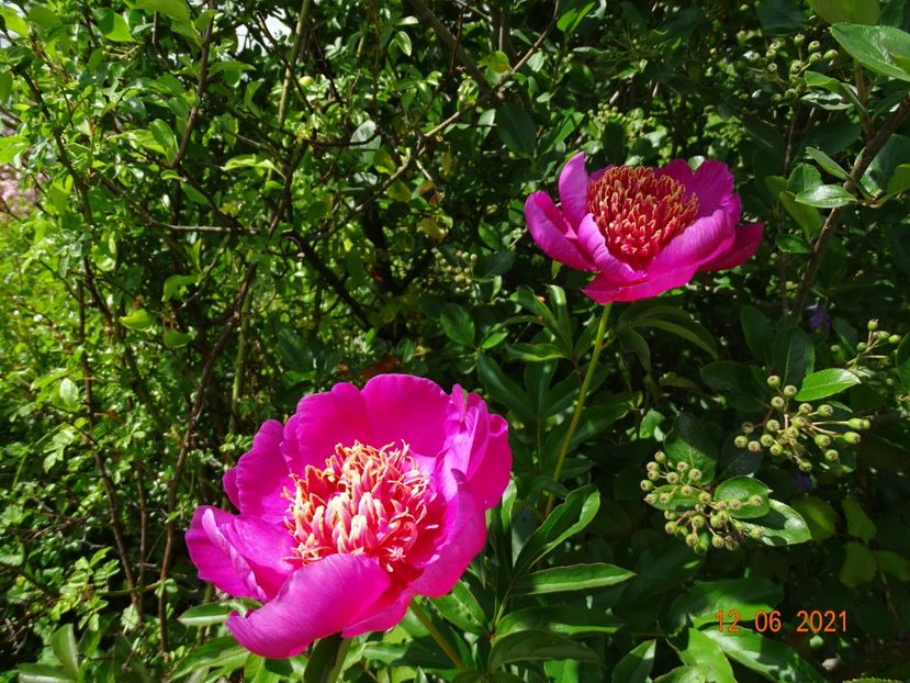 Doreen - Irisi si bujori 2021