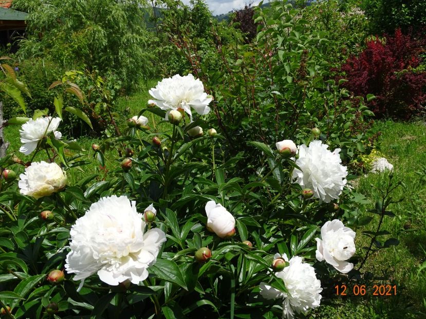  - Irisi si bujori 2021