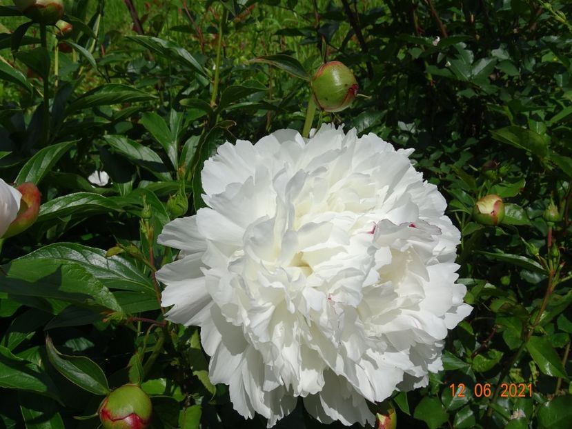  - Irisi si bujori 2021