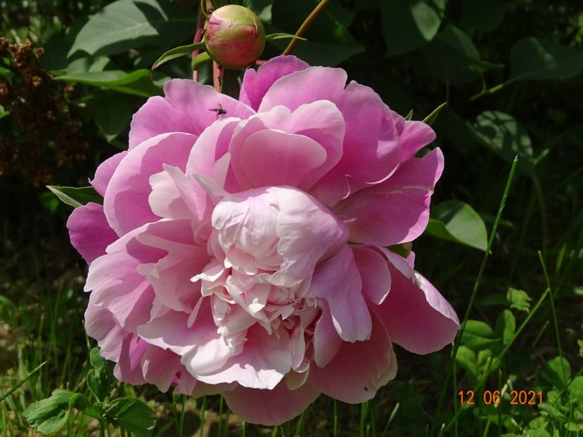 Lady Alexandra Duff - Irisi si bujori 2021