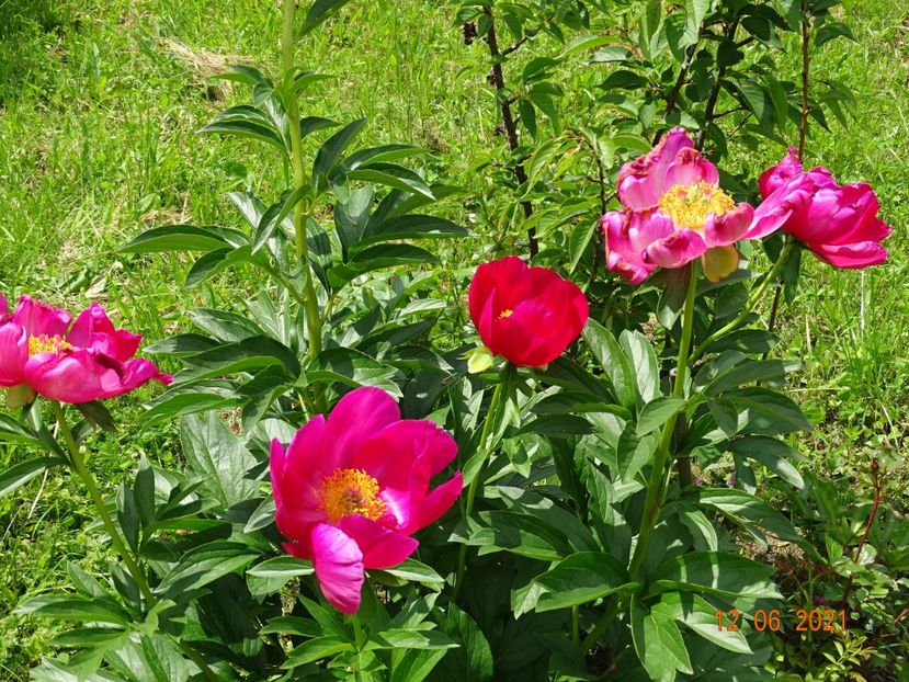 Scarlet o'Hara - Irisi si bujori 2021