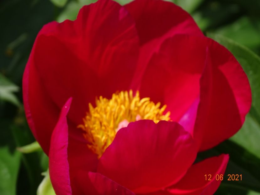 Scarlet o'Hara - Irisi si bujori 2021