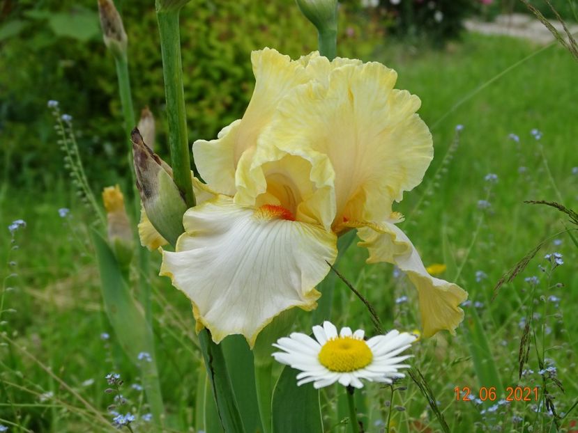 Champagne Waltz - Irisi si bujori 2021