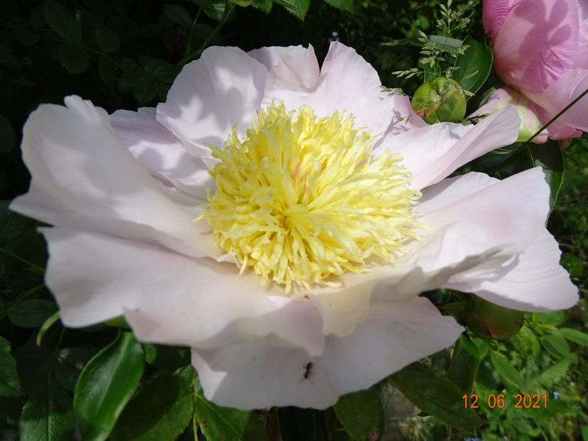 Garden Lace - Irisi si bujori 2021