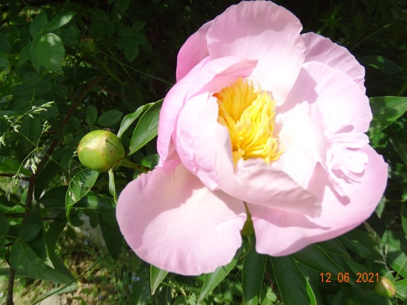 Garden Lace - Irisi si bujori 2021