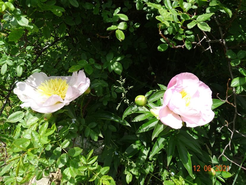  - Irisi si bujori 2021