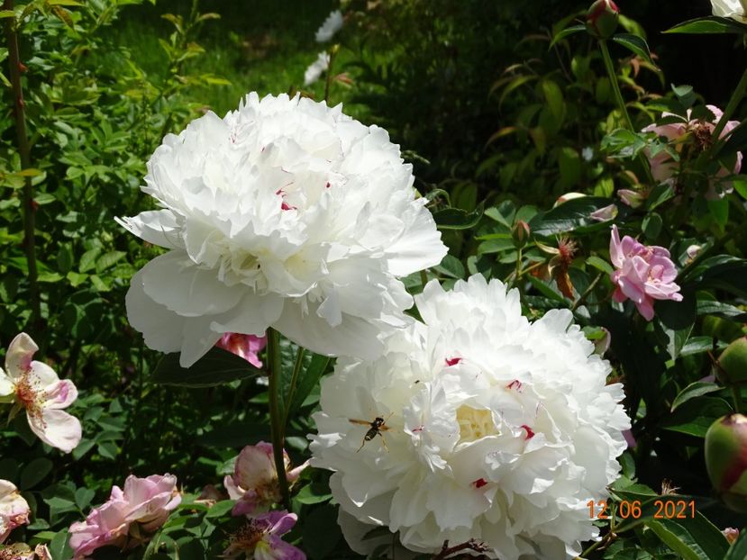  - Irisi si bujori 2021