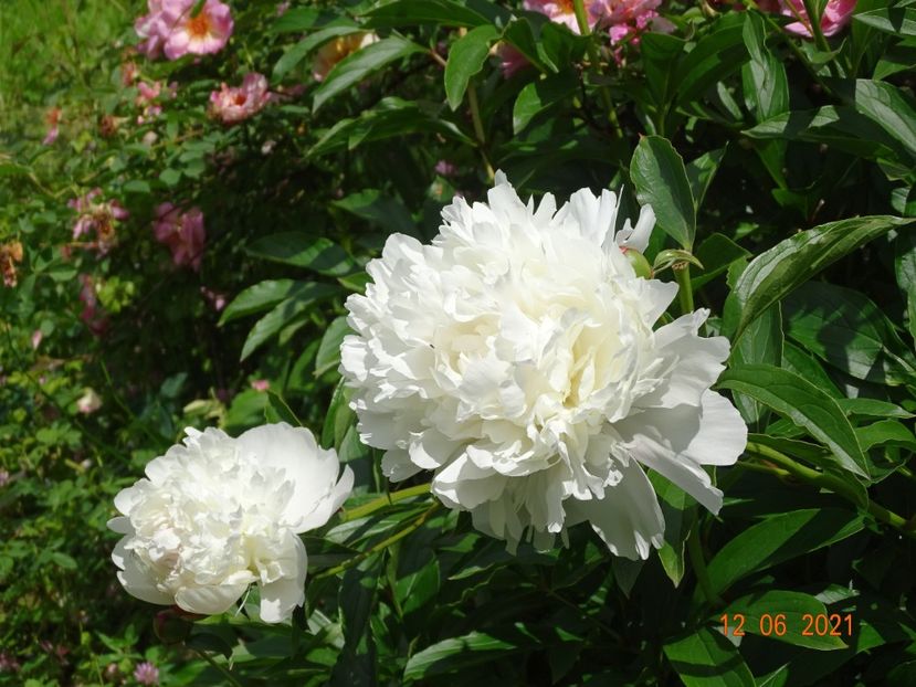  - Irisi si bujori 2021