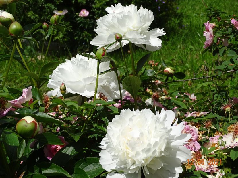  - Irisi si bujori 2021