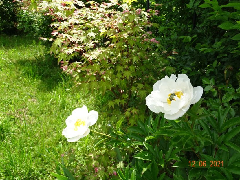 in loc de White Towers - Irisi si bujori 2021